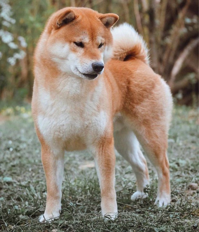 lyurua dyuring K'oji