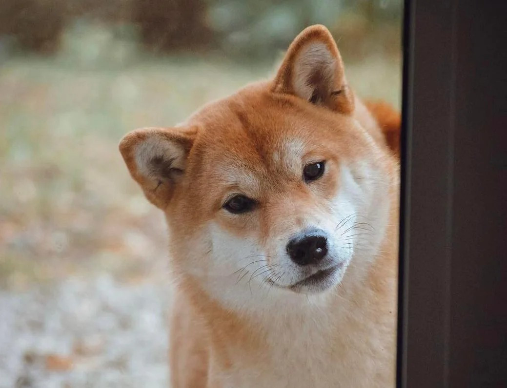 Saori no kiku Go Tsuki To Yama