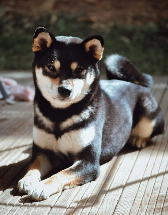 Very Miu Miu Go Sakura Kensha