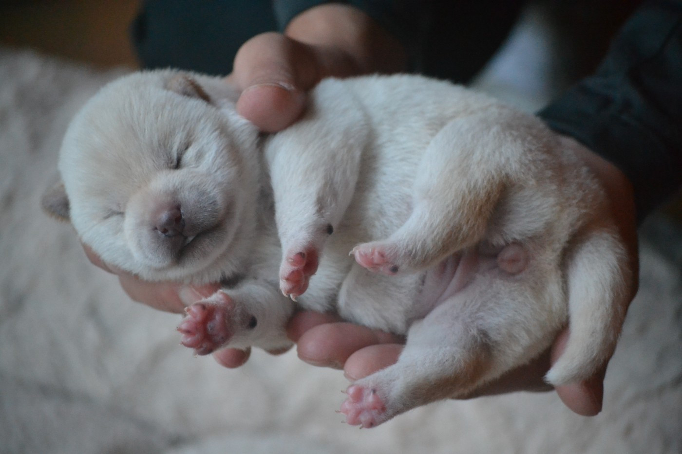 Go Tsuki To Yama - Chiots disponibles - Shiba