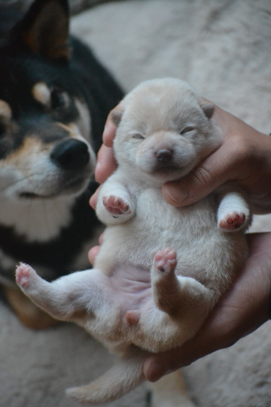 Go Tsuki To Yama - Chiots disponibles - Shiba