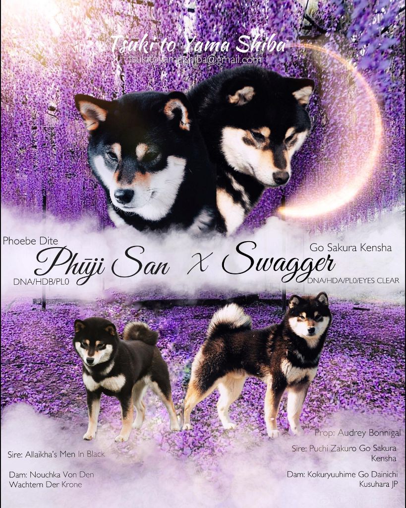 Chiot Shiba Go Tsuki To Yama