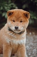 CHIOT
